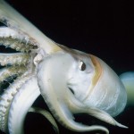 humboldt squid