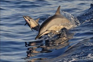 dolphins san carlos mexico