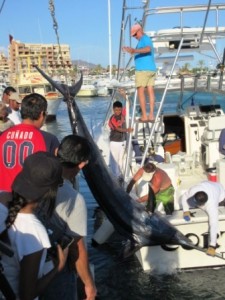 International Billfish Tournament huge fish