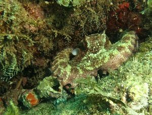 Octopus san caros Diving Report