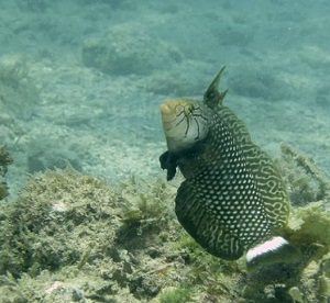 Wrasse mexico Diving Report