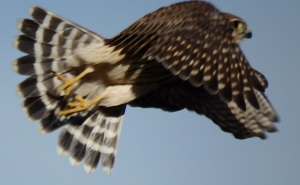 Birding Report Merlin