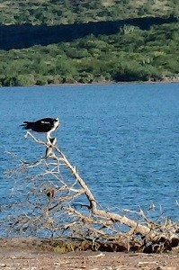 Osprey on a small tree in Estero Soldado
