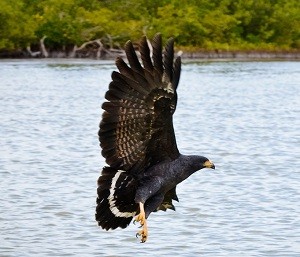 bird report Common Black Hawk