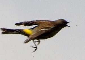 Birding report Butterbut chasing insect