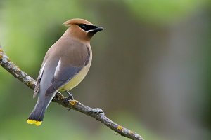 Cedar Waxwing