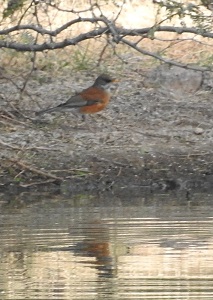 Rufous-backed Robin N0474