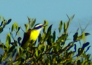 bird repoert Great Kiskadee2