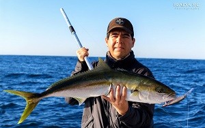 fishing report yellowtail