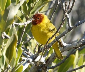 bird report Mangrove Warbler