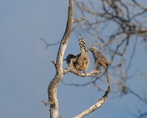 birdiing Cactus Wren