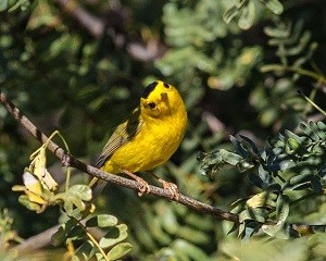 birding report Wilsons warbler by Fred Gaunt