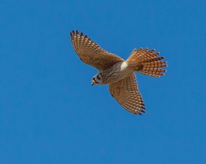 Birding report American Kestrel