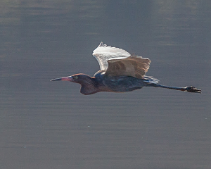 san carlos birding report Reddish Egret