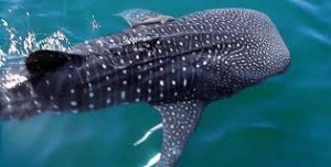 whale shark