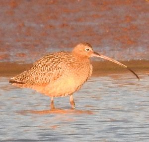 Bird of the Week Long-billed Curlew