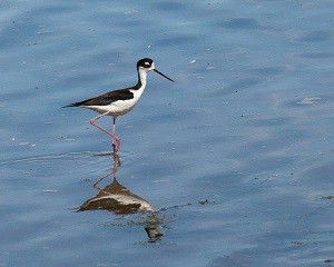 Black necked stilt