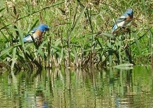 Birding report Lazuli Bunting