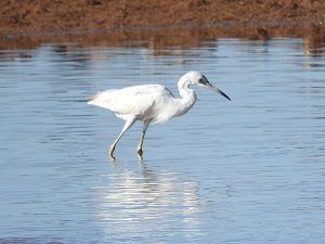 Little Blue Heron Juvenile