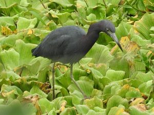 Little Blue Heron on Lily pads N1908 - Edited