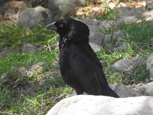 Bronzed Cowbird with Neck Ruff