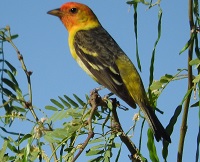 Western Tanager