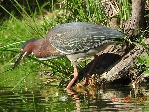 San Carlos Bird Watching Green Heron