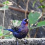 Birding Report: May 31