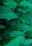Fish at San Pedro Island