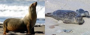 sealion and seal