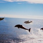 dolphins