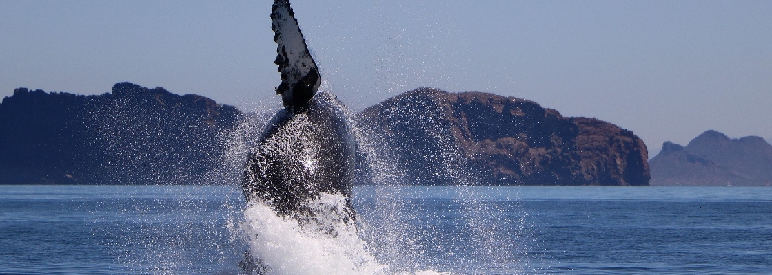 Breaching whale San Carlos Sonora